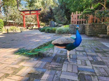 Peacock-@-Auburn-Botanical-Garden